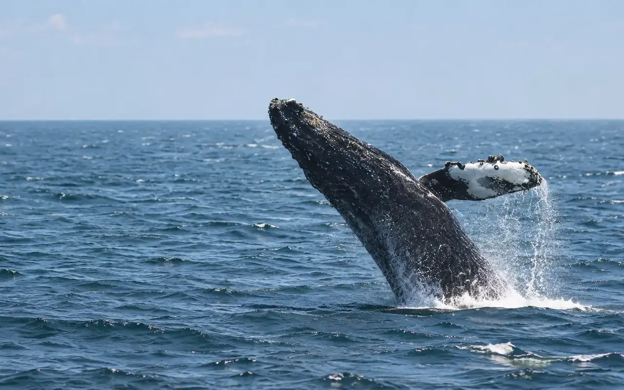 Vancouver Half Day Whale Watching Adventure with Free Photos view 8