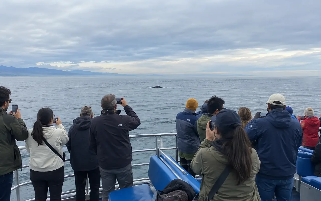 Vancouver Half Day Whale Watching Adventure with Free Photos view 5