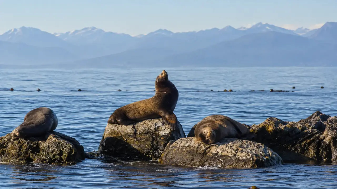 Vancouver Whale Watch Large Zodiac Tour with Guide view 12