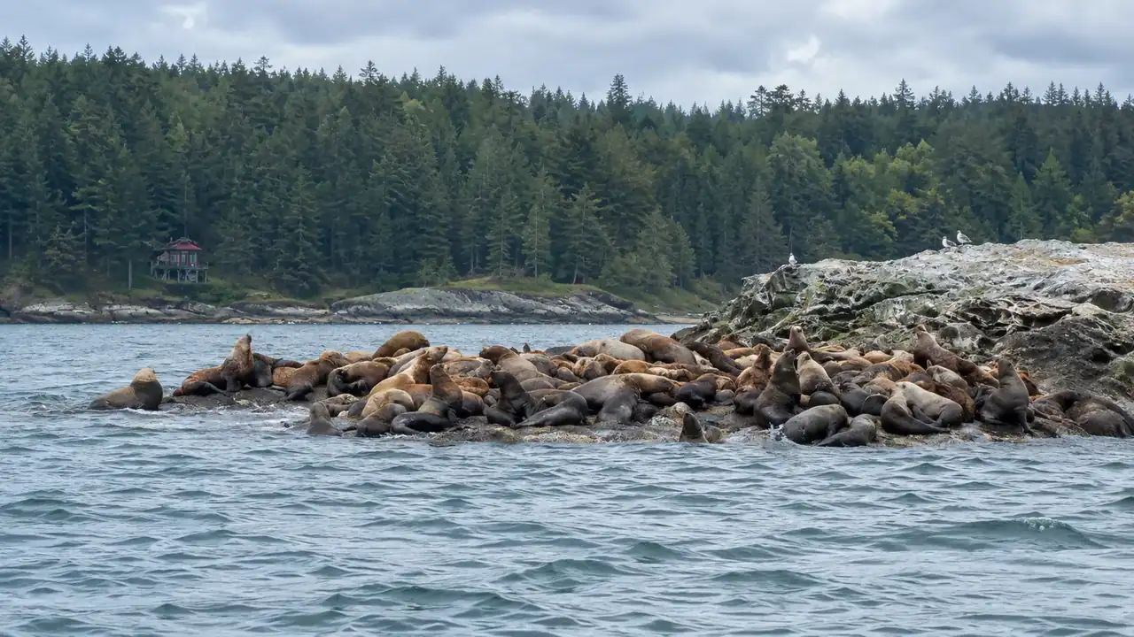 Vancouver Whale Watch Large Zodiac Tour with Guide view 7